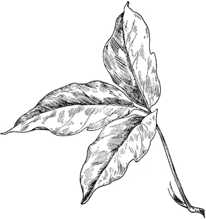 301x320 Poison Ivy Clipart Etc - Ivy Leaf Sketch