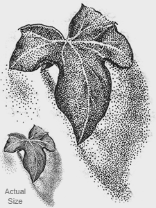 225x300 A Collection Of Early Sketches 1993 - Ivy Leaf Sketch