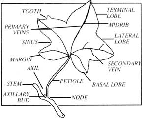 291x240 The American Ivy Society, Inc. - Ivy Leaf Sketch