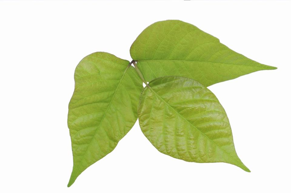 960x635 Things You Might Not Know About Poison Ivy - Ivy Leaf Sketch