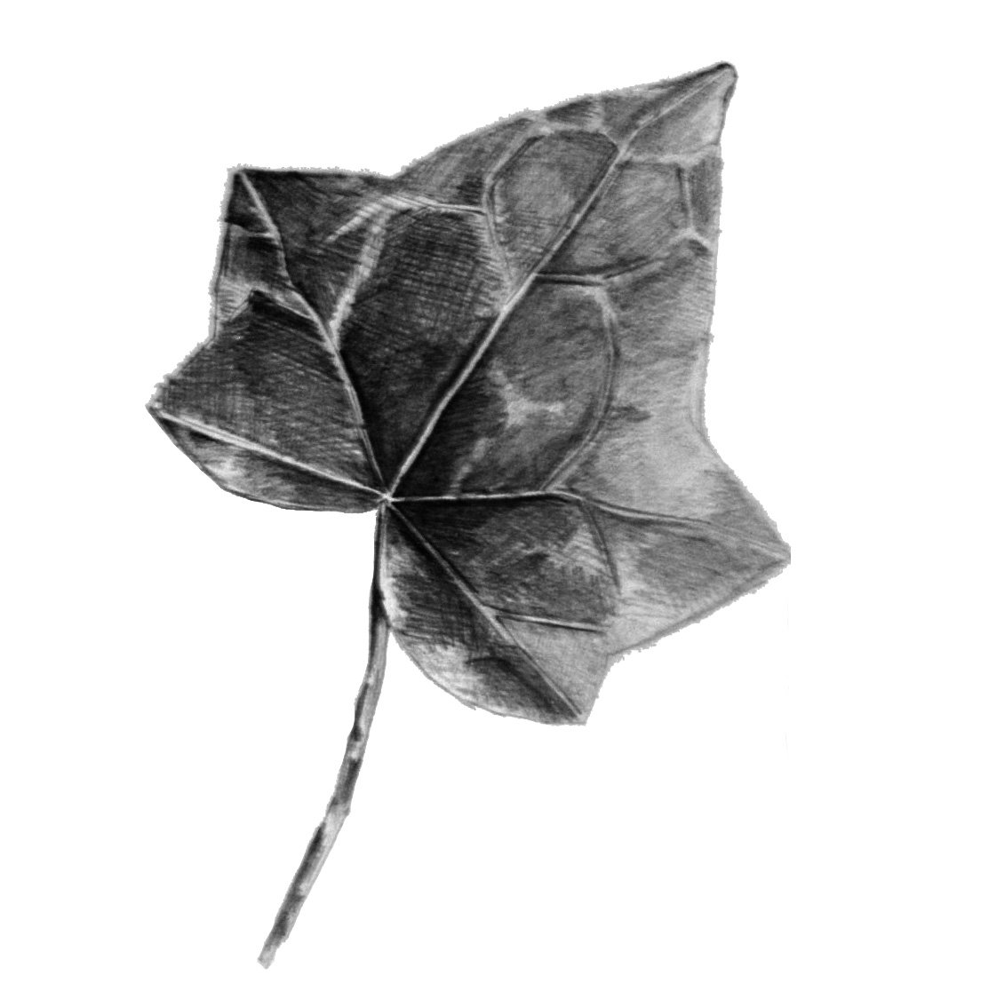 1104x1126 Ivy Leaf Sketch By Kk Evilone - Ivy Leaf Sketch
