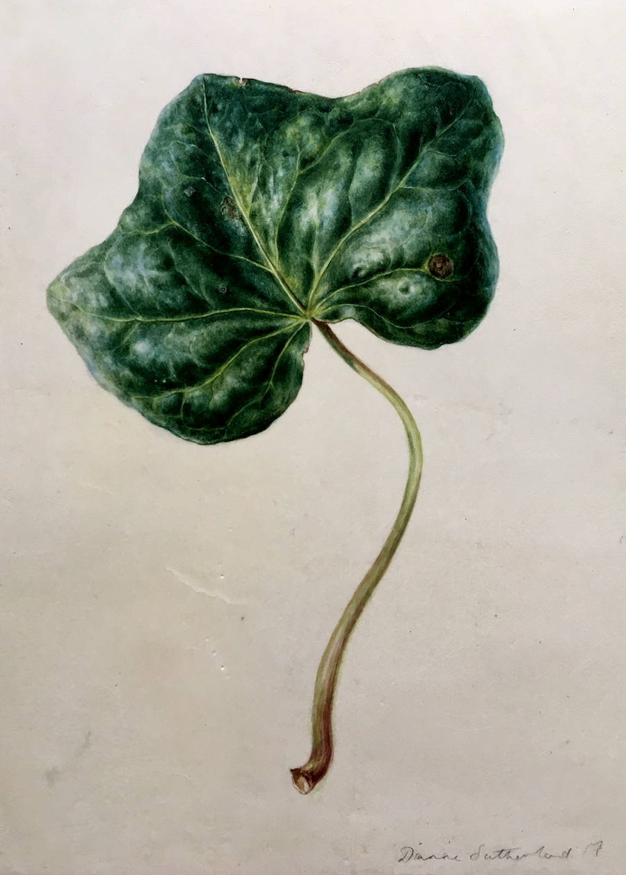 900x1258 Dianne Sutherland - Ivy Leaf Sketch