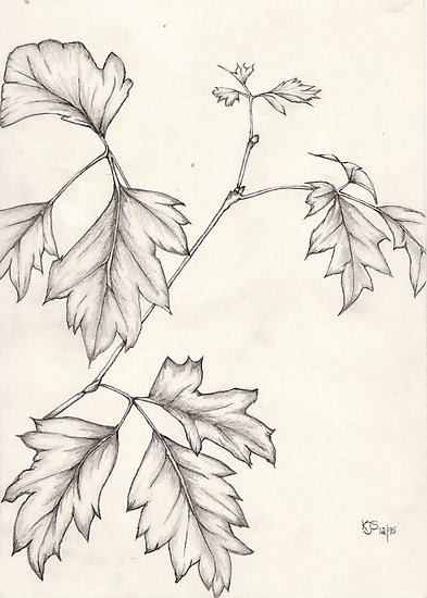 393x550 Drawing - Ivy Leaf Sketch