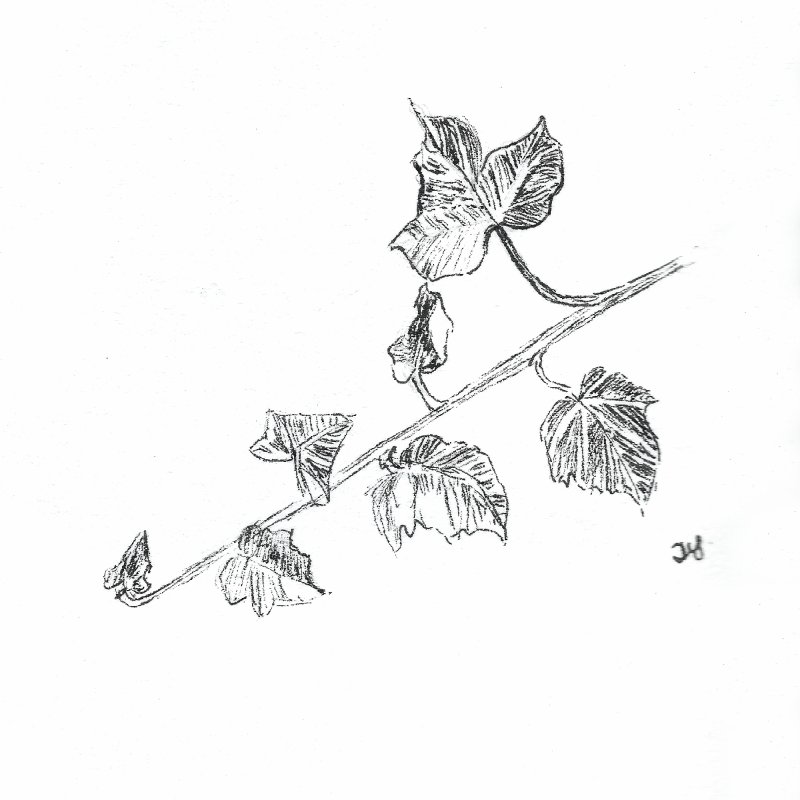 800x800 Ivy For Day 27 Of Inktober - Ivy Sketch