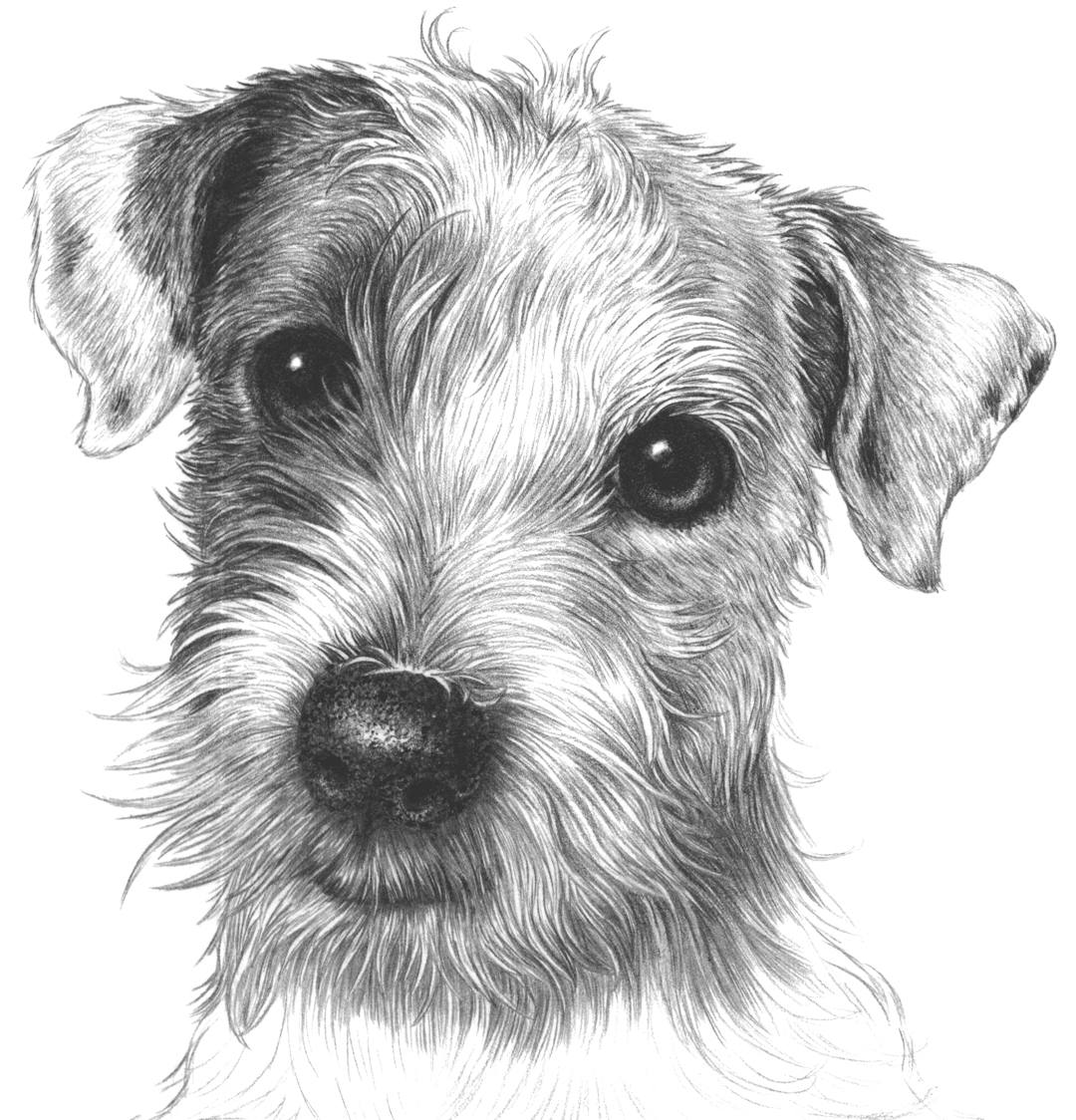 Jack Russell Sketch at Explore collection of Jack