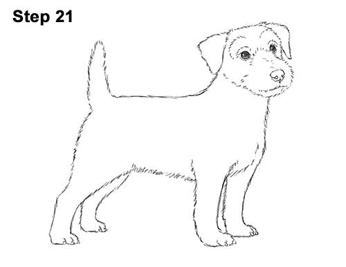 500x386 How To Draw A Dog (Jack Russell Terrier) - Jack Russell Sketch