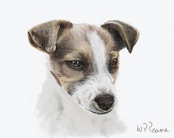 340x270 Jack Russell Drawing Etsy - Jack Russell Sketch