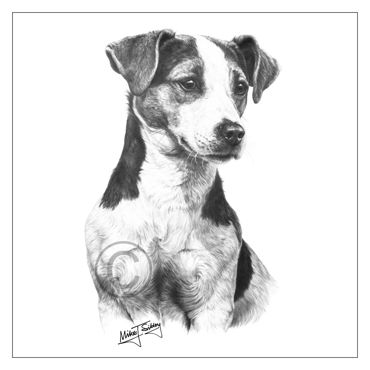 1182x1182 Mike Sibley Design Jack Russell Greeting Card - Jack Russell Sketch
