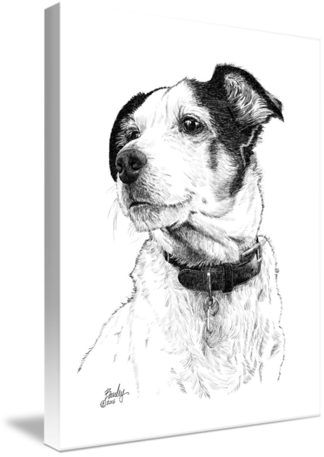 461x650 Sammy - Jack Russell Sketch