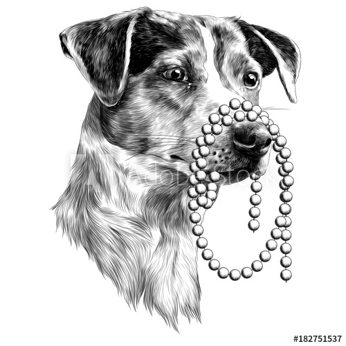 500x500 The Dog With The Beads In My Mouth Jack Russell Terrier Head - Jack Russell Sketch