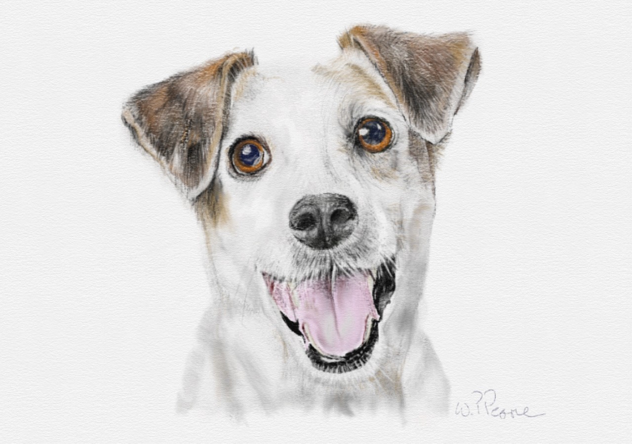 Jack Russell Sketch at PaintingValley.com | Explore collection of Jack ...