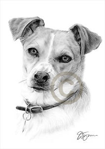 212x300 Dog Jack Russell Terrier Pencil Drawing Print A3 A4 Sizes Signed - Jack Russell Sketch