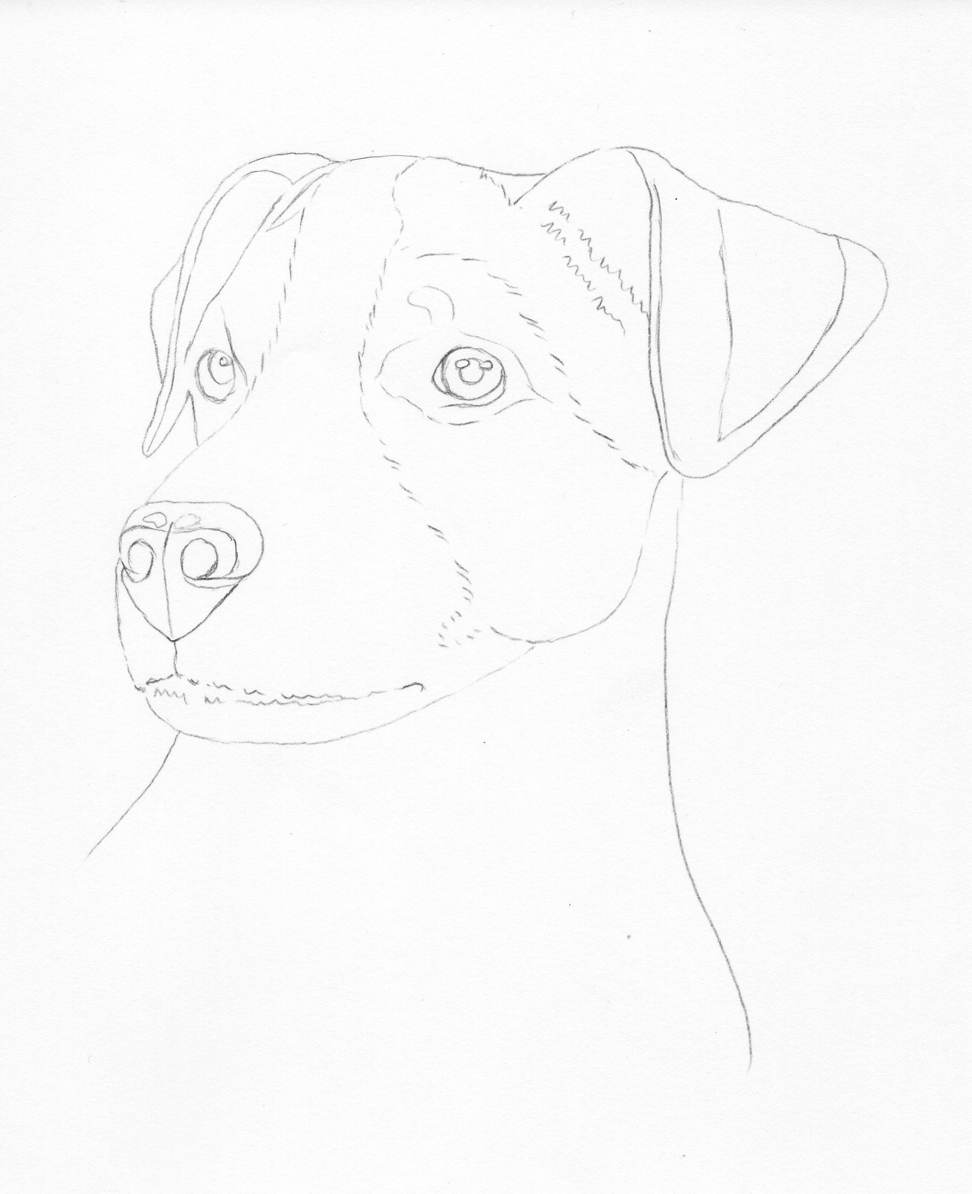 1902x2338 How To Draw A Jack Russell Pastel Pencils Colin Bradley Art - Jack Russell Sketch