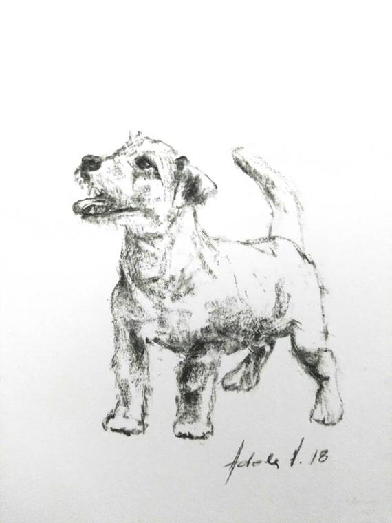 570x760 Jack Russell Terrier Dog Drawing On White Derwent Paper Pet Etsy - Jack Russell Terrier Sketch