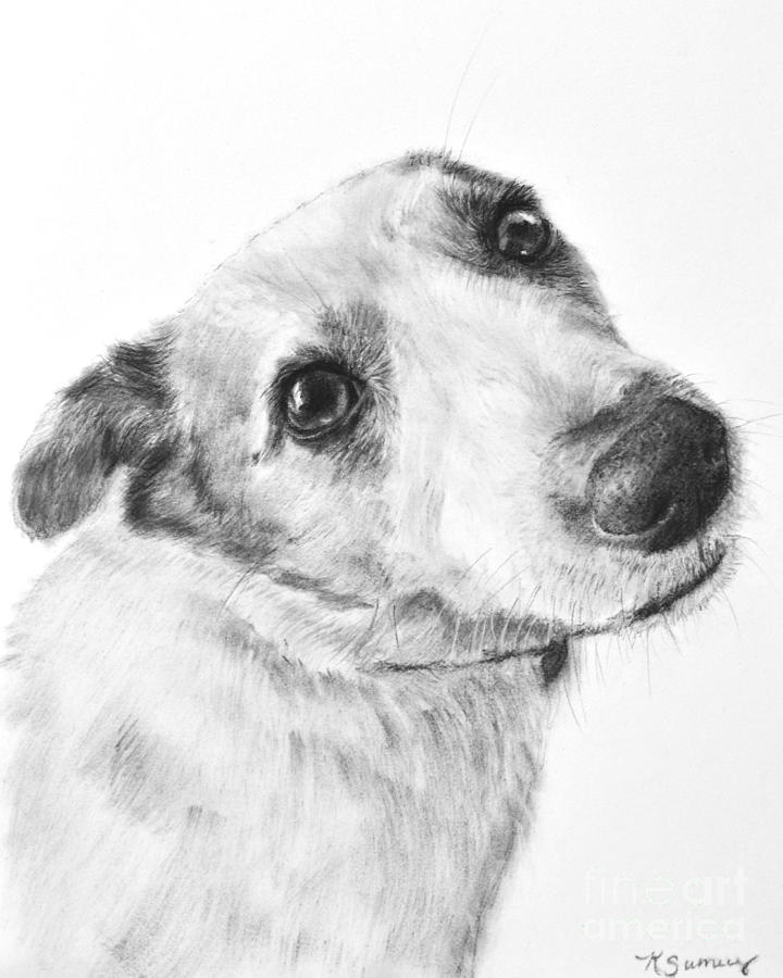 720x900 Jack Russell Terrier Drawing Drawing By Kate Sumners - Jack Russell Terrier Sketch