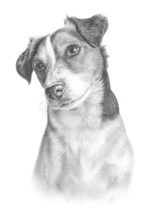 298x415 Jack Russell Terrier Fine Art Dog Drawing Animal Print Nado - Jack Russell Terrier Sketch