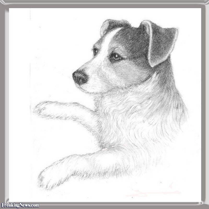 800x800 Jack Russell Terrier Pencil Drawing Pictures - Jack Russell Terrier Sketch