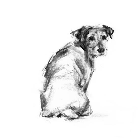 570x570 Jack Russell Terrier Dog Sketch Collectable Art Print Etsy - Jack Russell Terrier Sketch