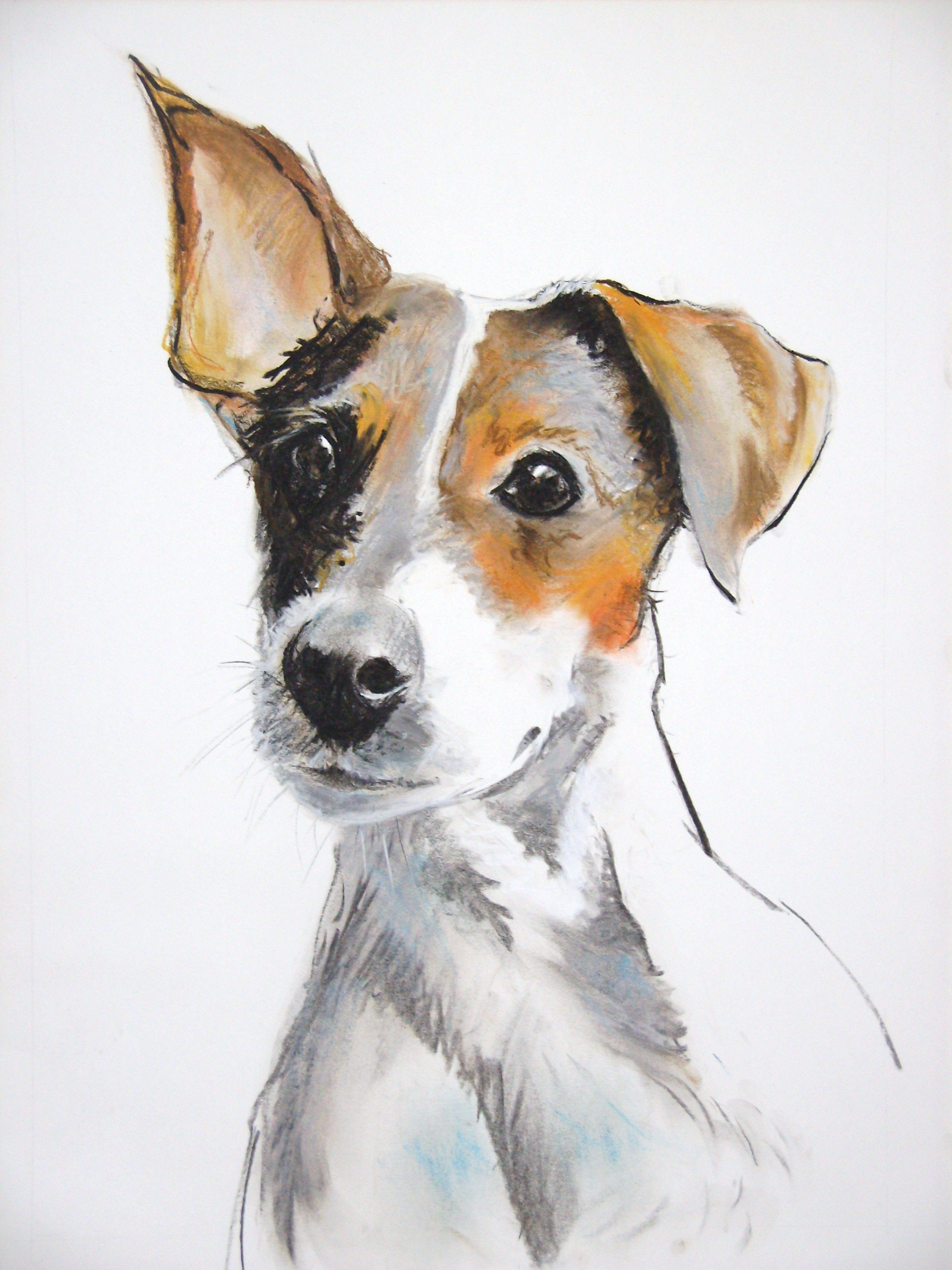 Jack Russell Terrier Sketch at Explore collection