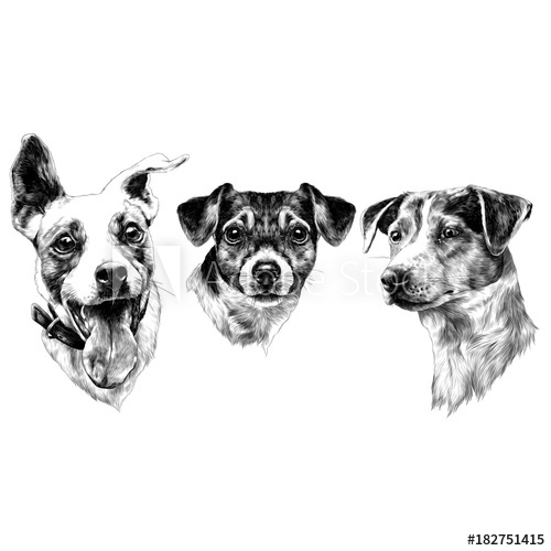 500x500 Three Dogs Jack Russell Terrier A Set Of Christmas Gifts Sketch - Jack Russell Terrier Sketch