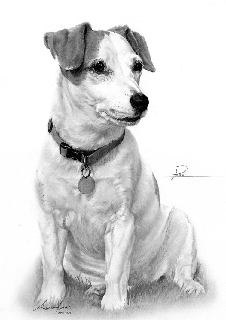 752x1061 Commission - Jack Russell Terrier Sketch