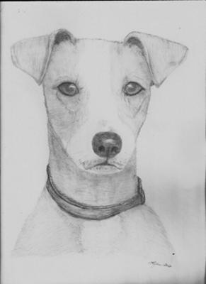 291x400 Gus - Jack Russell Terrier Sketch