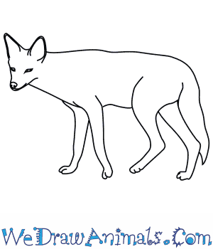 300x350 How To Draw A Black Backed Jackal - Jackal Sketch