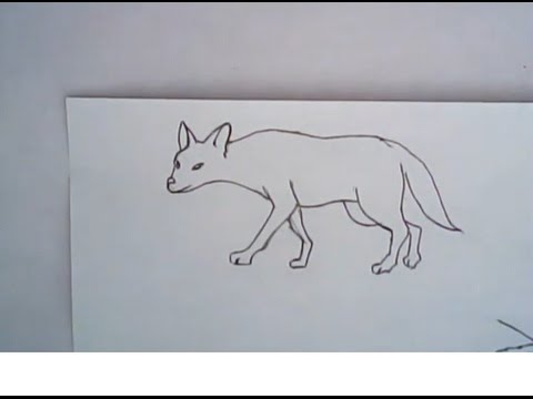 480x360 How To Draw A Jackal (Quick Art) - Jackal Sketch