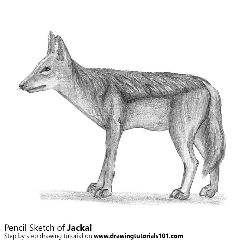 800x800 Jackal Pencil Drawing - Jackal Sketch