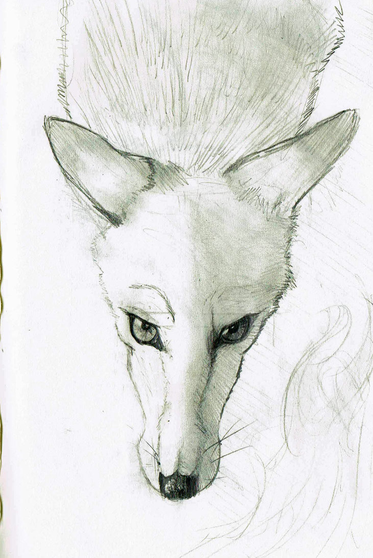 731x1092 Jackal Sketch By Dragonwolfashes - Jackal Sketch