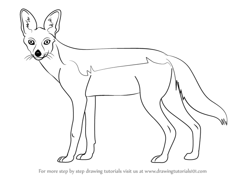 800x565 Learn How To Draw A Black Backed Jackal (Wild Animals) Step By - Jackal Sketch