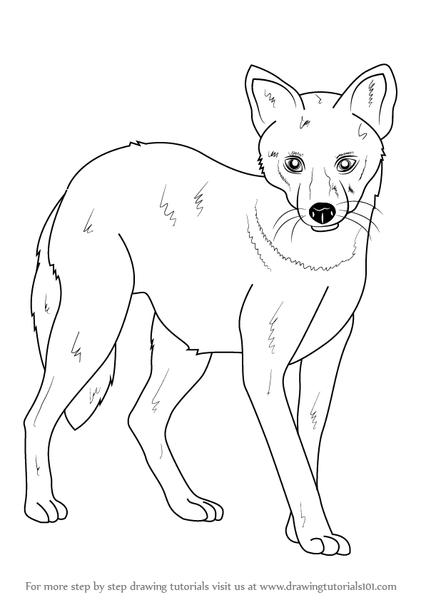 597x848 Learn How To Draw A Golden Jackal (Wild Animals) Step By Step - Jackal Sketch