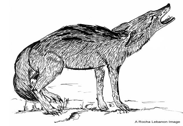 624x432 Wild Lebanon - Jackal Sketch