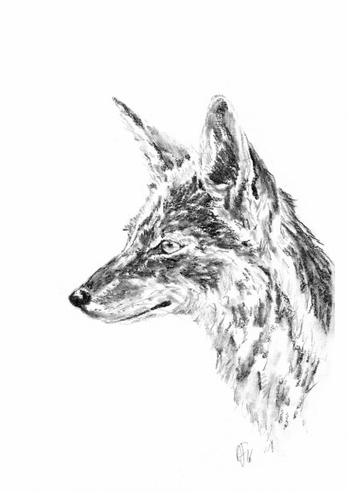 498x704 Jackal 5 - Jackal Sketch