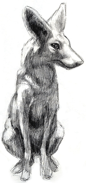 291x617 Rough Sketch Of Jackal By D4rk1n - Jackal Sketch