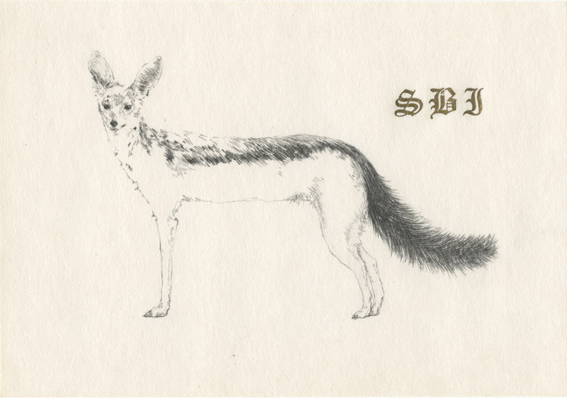 800x562 Silver Backed Jackal From My Daily Drawing Blog - Jackal Sketch