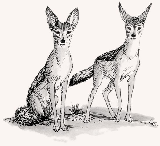 550x501 Black Backed Jackal Mpalalive! - Jackal Sketch