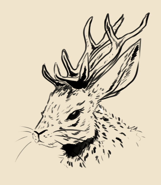 642x738 Vanessa Weninger - Jackalope Sketch