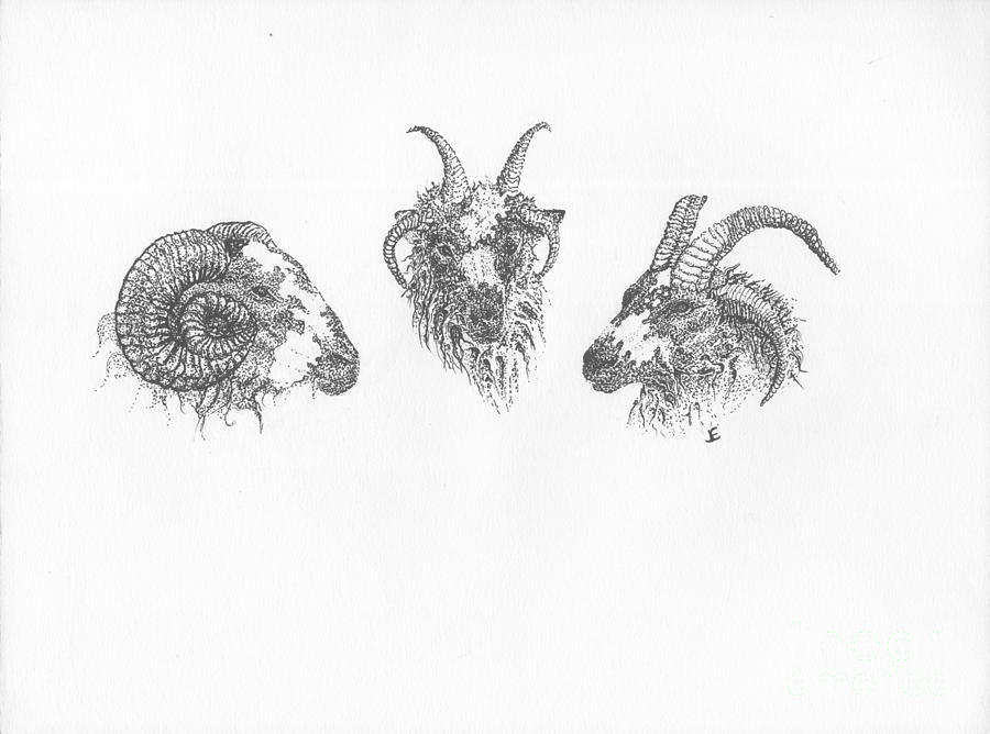900x668 Jacob Sheep Drawing By J E Vincent - Jacob Sketch