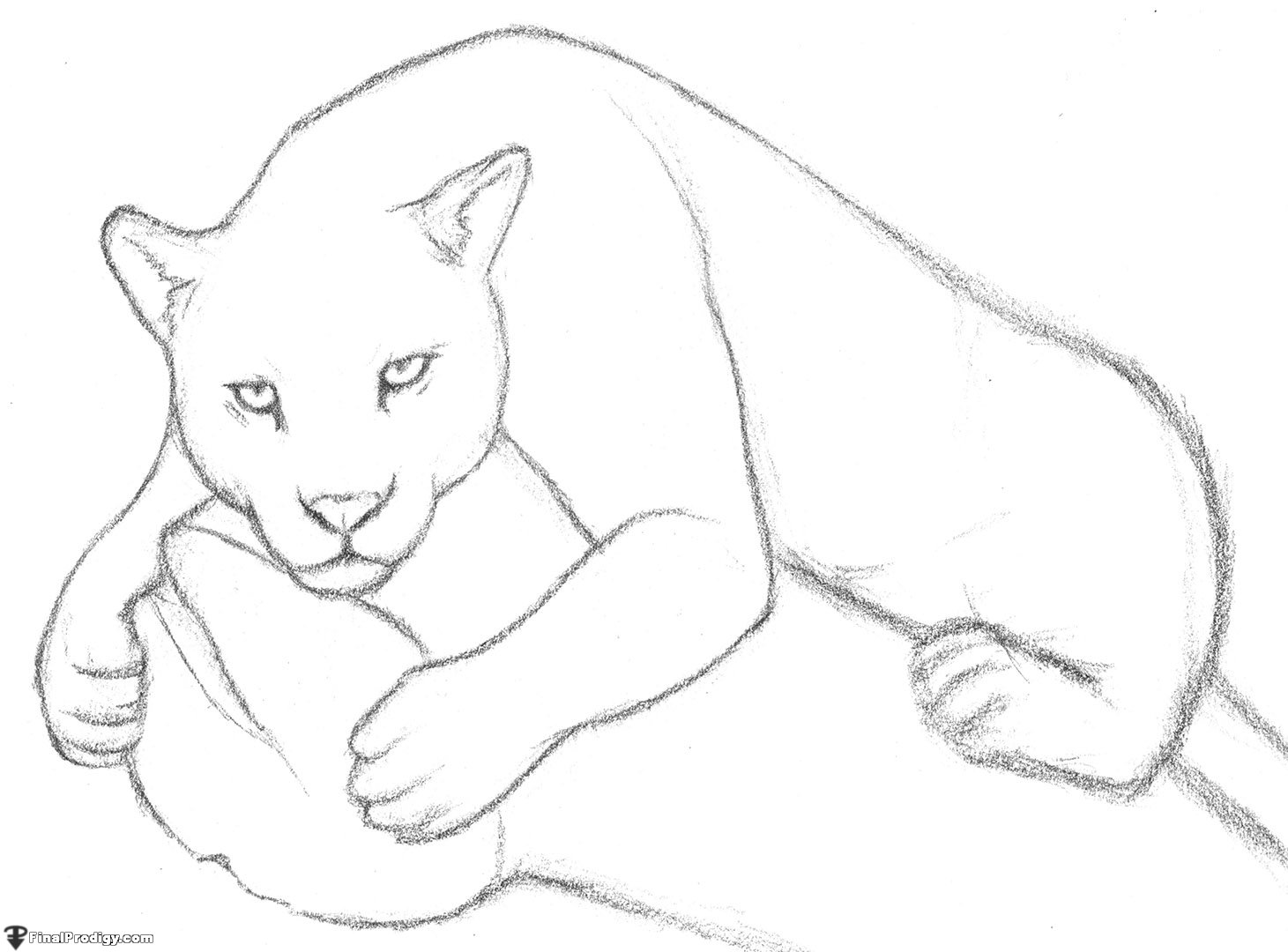 1461x1080 How To Draw A Jaguar - Jaguar Animal Sketch