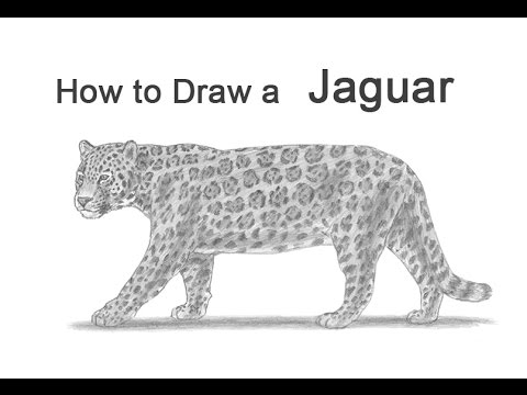 480x360 How To Draw A Jaguar - Jaguar Animal Sketch