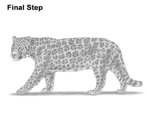 500x386 How To Draw A Jaguar - Jaguar Animal Sketch