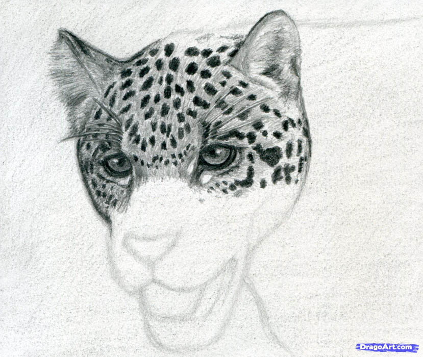 829x700 How To Draw A Jaguar With A Pencil Step By Step - Jaguar Animal Sketch