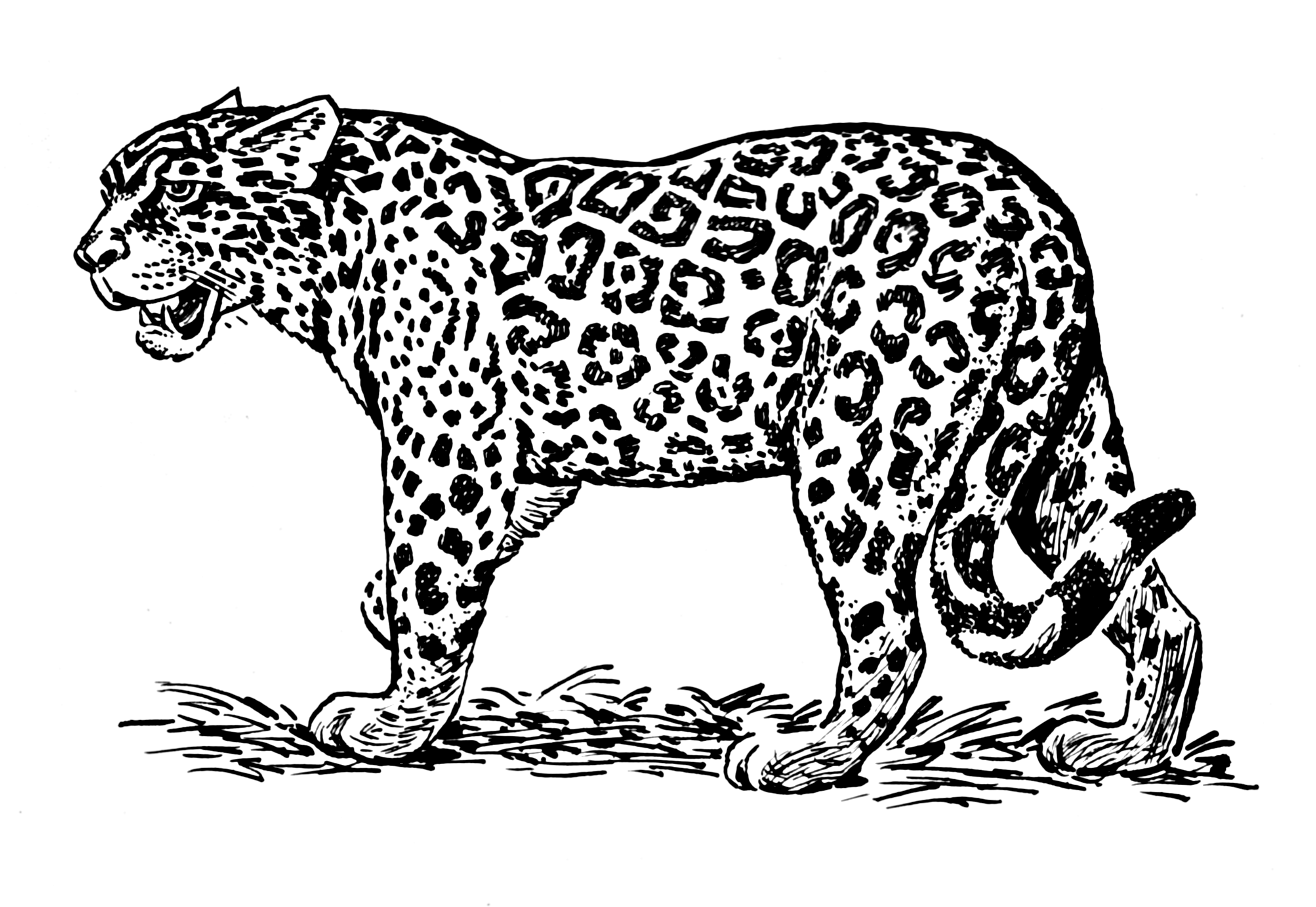 3322x2288 Jaguar Animal Line Drawing Love Your Cat Drawings - Jaguar Animal Sketch