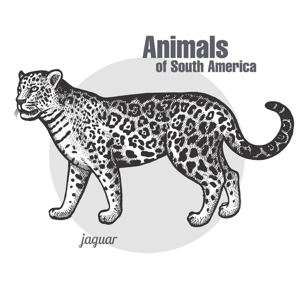 600x600 Jaguar Hand Drawing Sketch Vector Free Download - Jaguar Animal Sketch