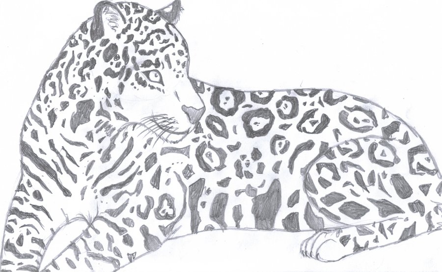 900x554 Jaguar Sketch - Jaguar Animal Sketch