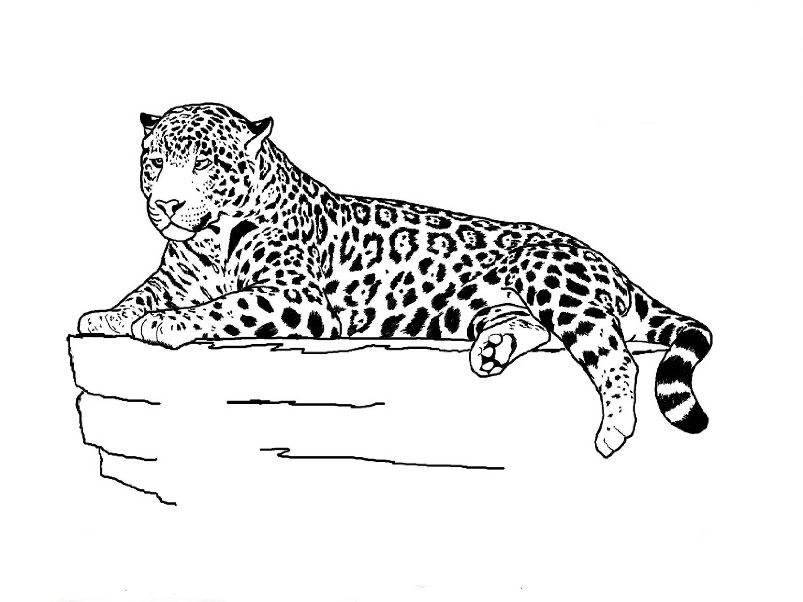 Jaguar Animal Sketch at Explore collection of