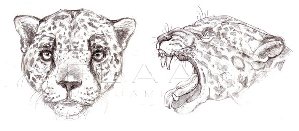 590x260 The Jaguar, Panthera Onca, One Of The Biggest And Most Important - Jaguar Animal Sketch