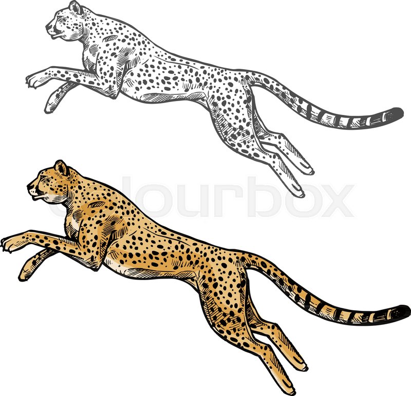 800x772 Cheetah Wild African Animal Vector Sketch Icon. Savanna Jaguar - Jaguar Animal Sketch