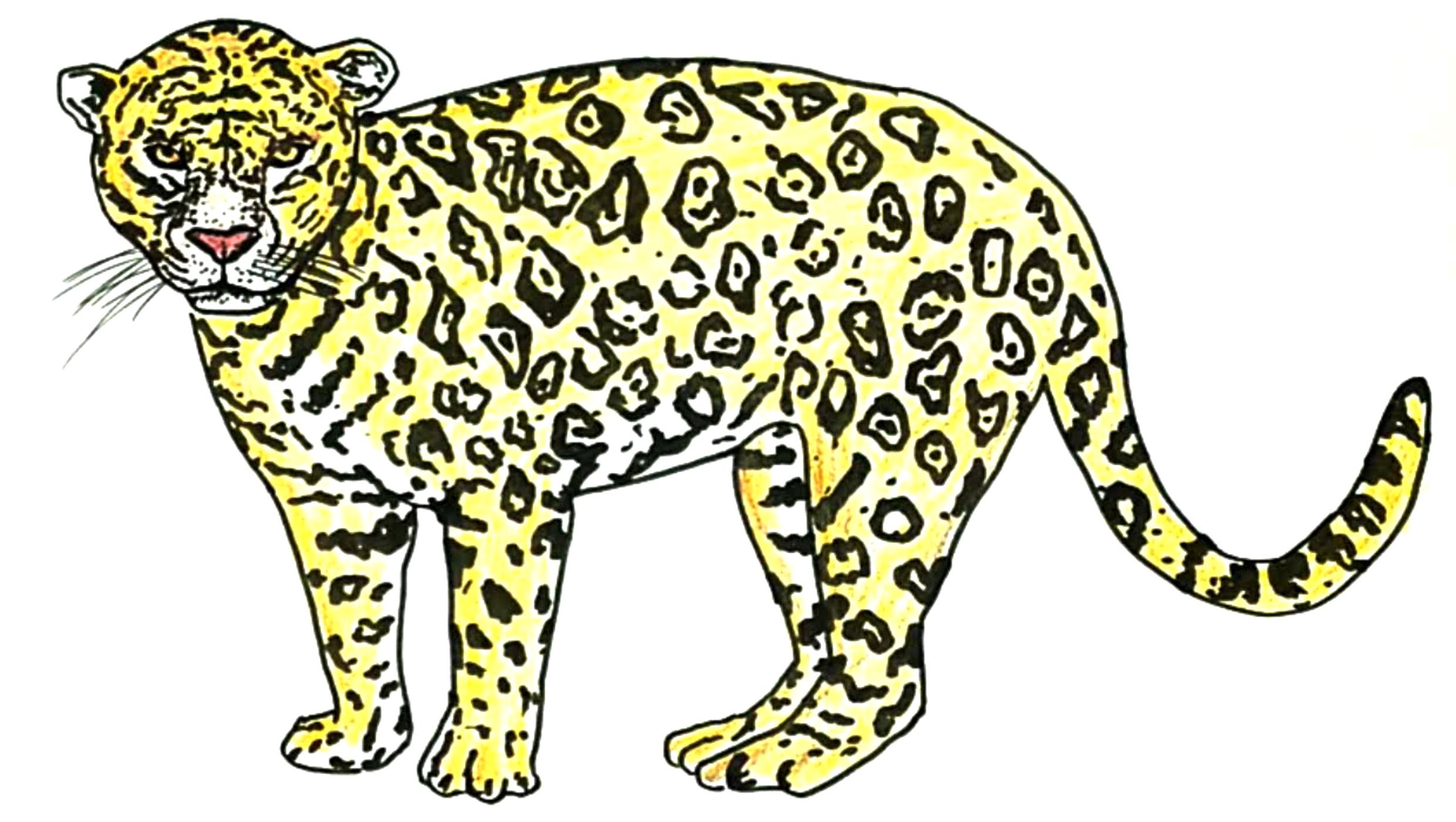 2480x1400 How To Draw A Jaguar (Animal) - Jaguar Animal Sketch